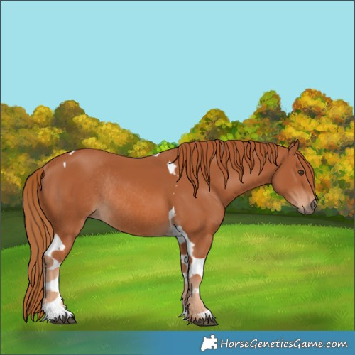 Horse Color:Chestnut Tobiano Rabicano 