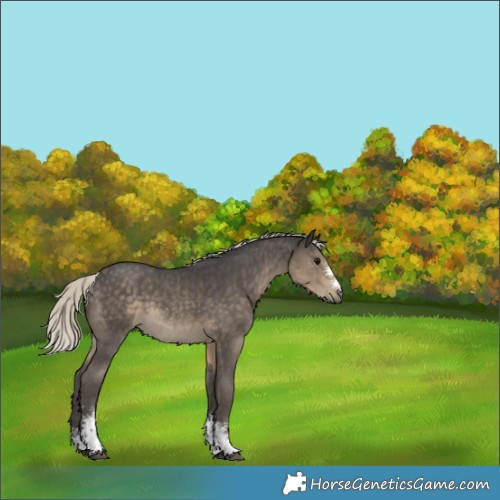 Horse Color:Silver Smoky Black Sabino Rabicano 