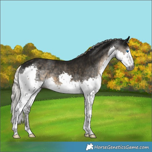 Horse Color:Gray Silver Smoky Black Splash Rabicano 