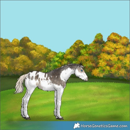 Horse Color:Silver Smoky Black Splash Appaloosa Rabicano 