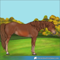 Horse Color:Chestnut 