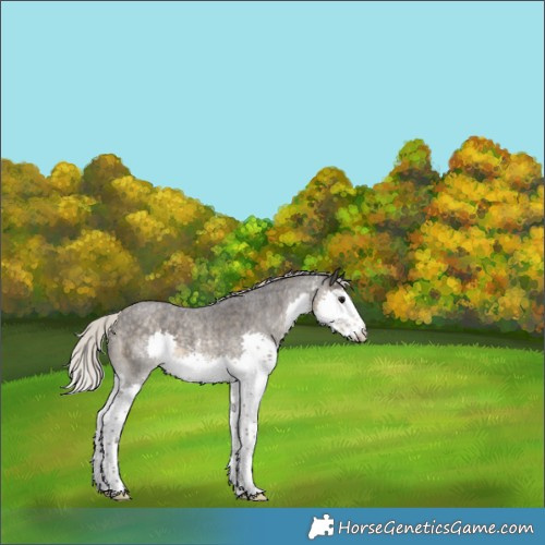 Horse Color:Silver Smoky Blue Roan Sabino Splash