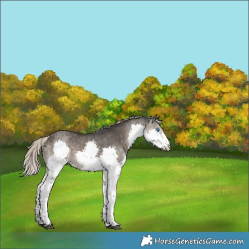 Horse Color:Silver Smoky Black Splash 