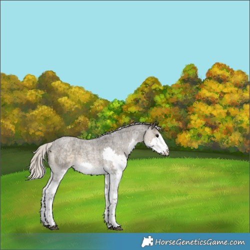 Horse Color:Silver Smoky Blue Roan Splash 