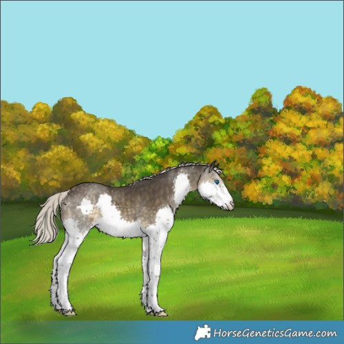 Horse Color:Silver Smoky Black Splash Rabicano 