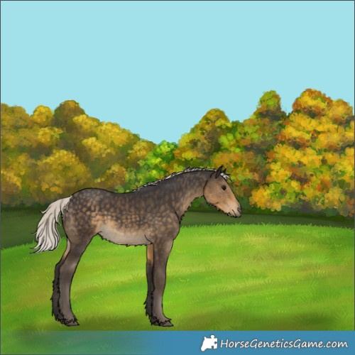 Horse Color:Silver Smoky Black Rabicano