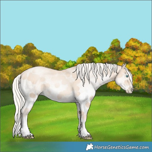 Horse Color:White Spotted Gold Cream Champagne Pearl 