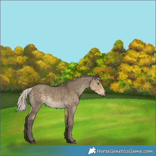Horse Color:Silver Smoky Grullo 