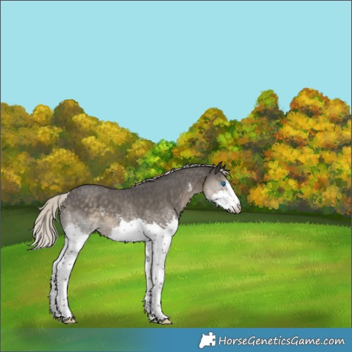 Horse Color:Silver Smoky Black Sabino Splash 