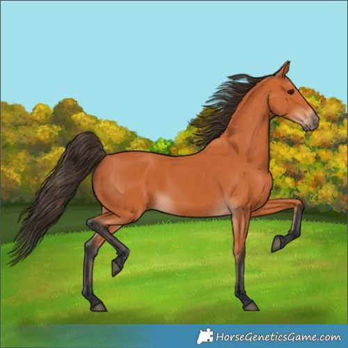 Horse Color:Bay 