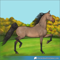 Horse Color:Bay Dun 
