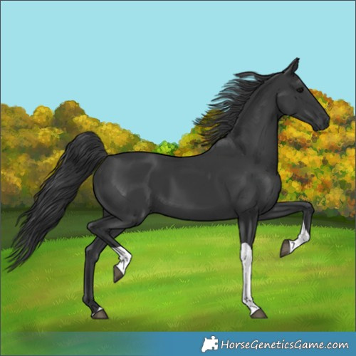 Horse Color:Black Tobiano