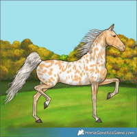 Horse Color:Palomino Near Leopard