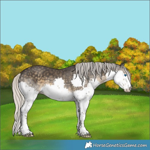 Horse Color:Silver Smoky Black Splash 