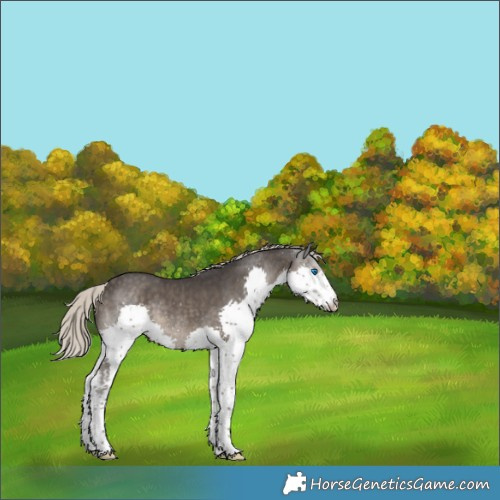 Horse Color:Silver Smoky Black Splash 