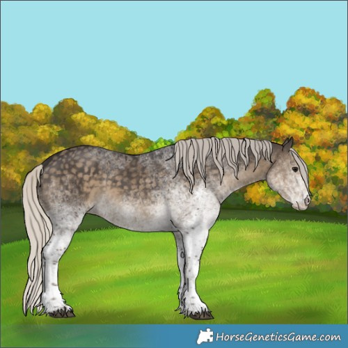 Horse Color:White Spotted Silver Smoky Black Rabicano 