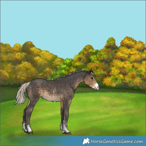 Horse Color:Silver Smoky Black Sabino 