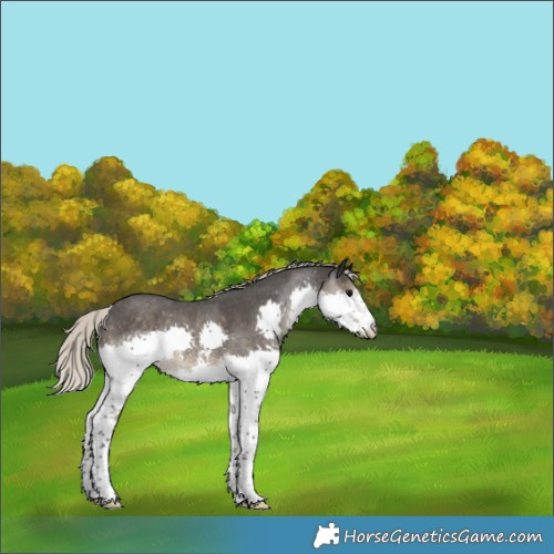 Horse Color:Silver Smoky Black Sabino Splash Rabicano 