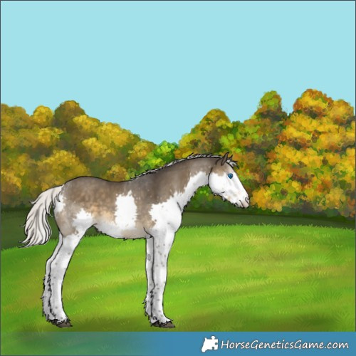 Horse Color:Silver Smoky Black Sabino Splash Rabicano 