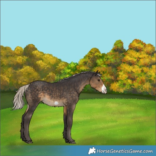 Horse Color:Silver Smoky Black Frame 