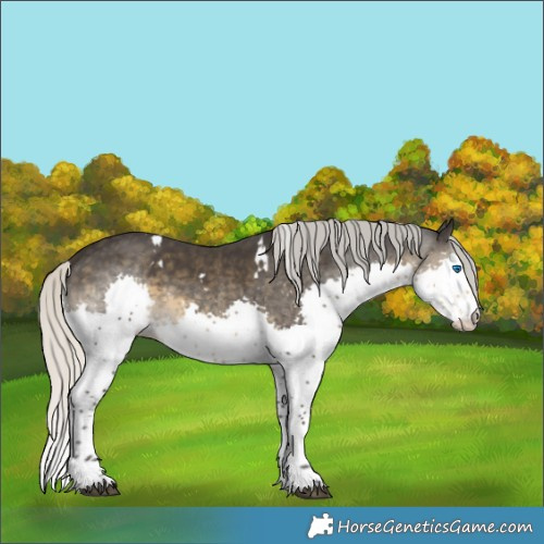 Horse Color:White Spotted Silver Smoky Black Sabino Splash 