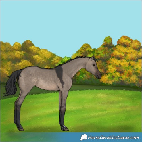 Horse Color:Brown Dun 