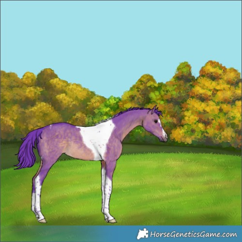 Horse Color:Watercolor Brown Dun Tobiano Rabicano 