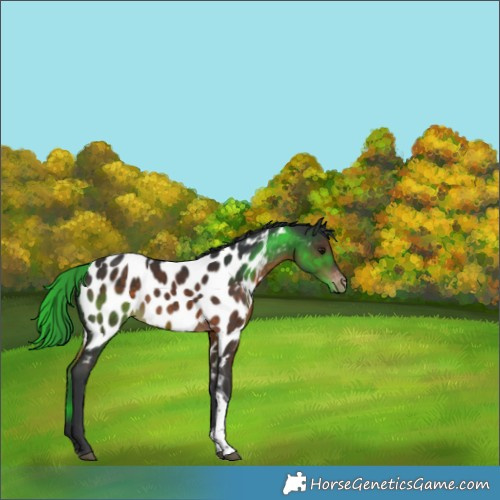 Horse Color:Brown Tobiano Near Leopard Rabicano 
