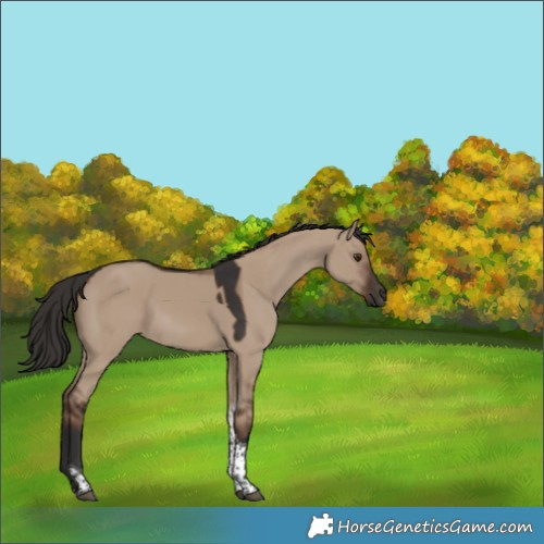 Horse Color:Liver Red Dun Tobiano 