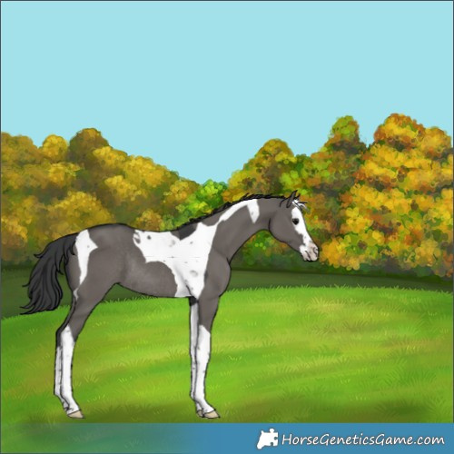 Horse Color:Grullo Splash Tobiano Rabicano 