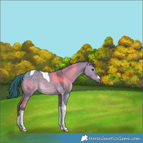 Horse Color:Watercolor Brown Dun Tobiano Rabicano 