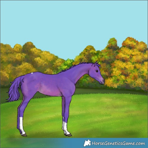 Horse Color:Watercolor Brown Tobiano Rabicano 