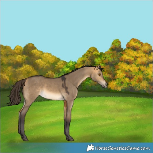 Horse Color:Buckskin Dun 