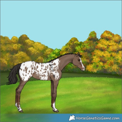 Horse Color:Liver Red Dun Sabino Splash Appaloosa 