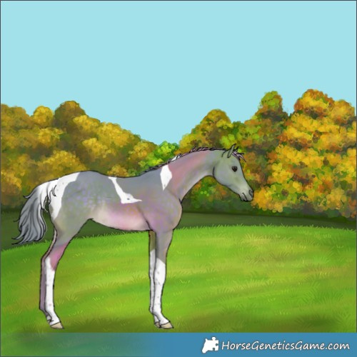 Horse Color:Watercolor Buckskin Tobiano Rabicano 
