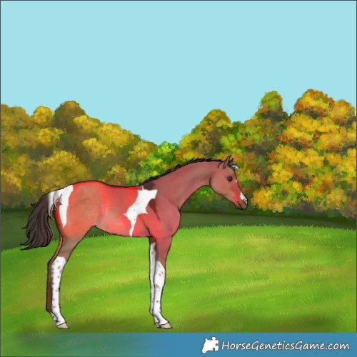 Horse Color:Liver Red Dun Tobiano Rabicano 