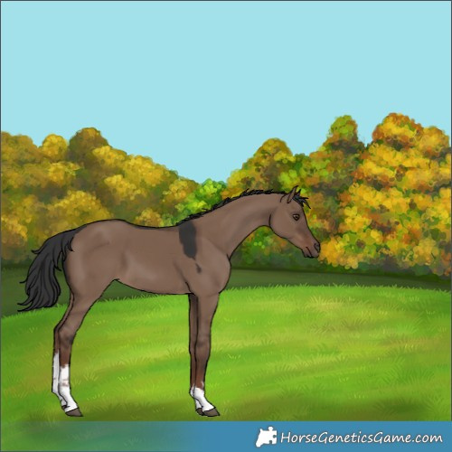 Horse Color:White Spotted Liver Red Dun 