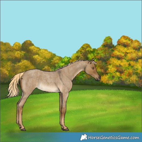 Horse Color:Chocolate Palomino Roan Dun 