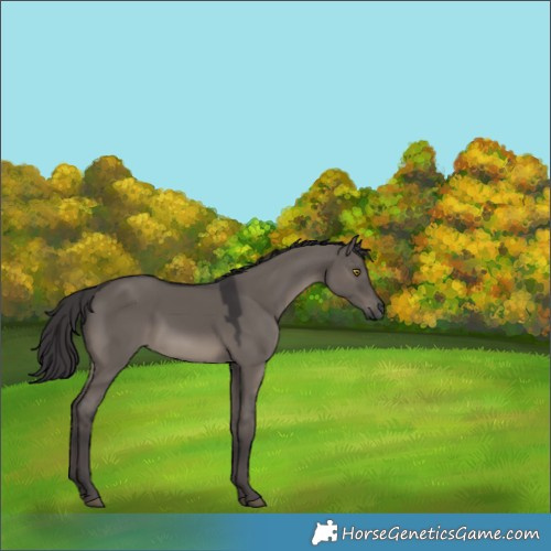 Horse Color:Smoky Grullo 
