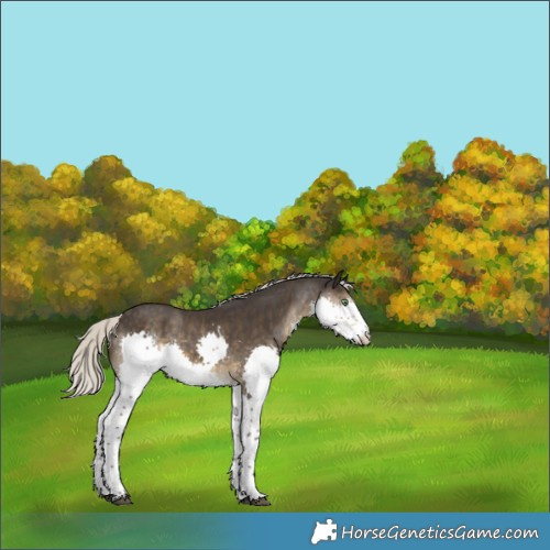 Horse Color:Silver Smoky Black Sabino Splash 