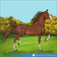 Horse Color:Chestnut Splash 