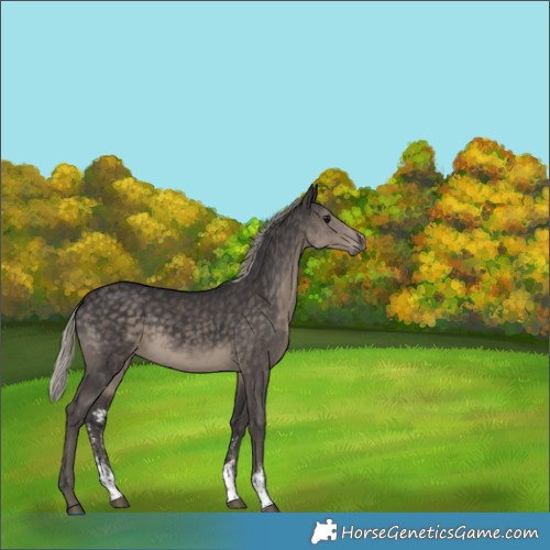 Horse Color:Silver Smoky Black Sabino Rabicano 