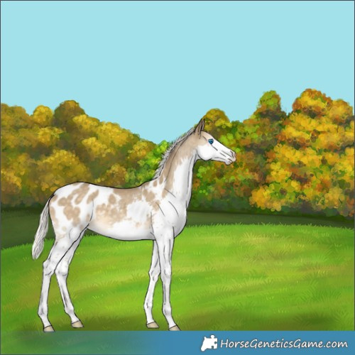 Horse Color:Silver Classic Cream Champagne Splash Appaloosa Rabicano 