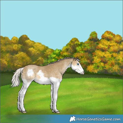 Horse Color:Silver Classic Cream Champagne Sabino Splash Rabicano 
