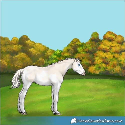 Horse Color:Silver Smoky Blue Roan Pearl Splash Frame Rabicano 
