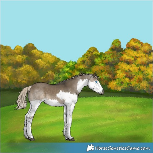 Horse Color:Gray Silver Smoky Grullo Splash Rabicano 