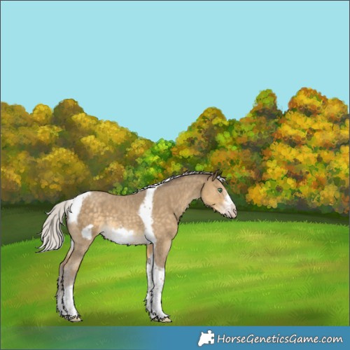 Horse Color:Silver Classic Cream Champagne Sabino Tobiano Frame Rabicano 