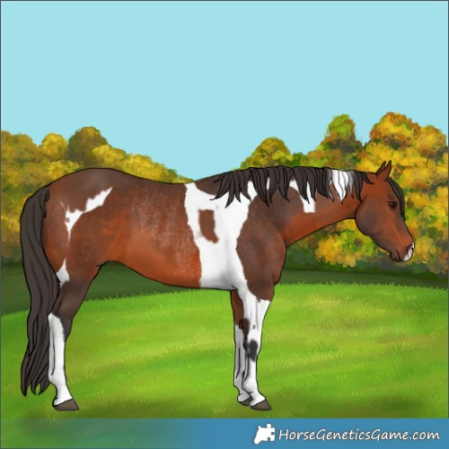 Horse Color:Bay Rabicano and Bay Tobiano Rabicano