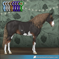 Horse Color:Liver Chestnut 
