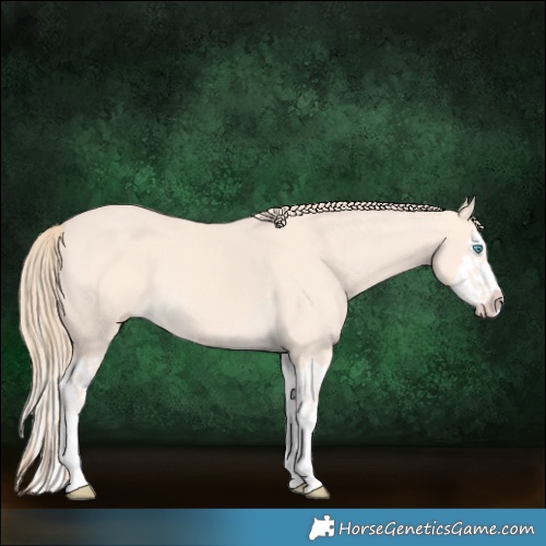 Horse Color:Perlino Splash  and Perlino Splash Rabicano 